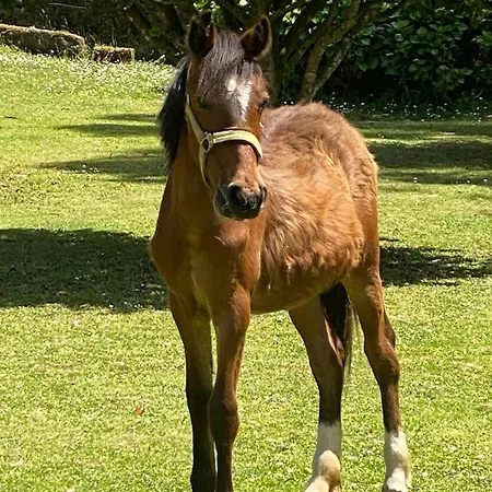 Villa Lagares Manor House