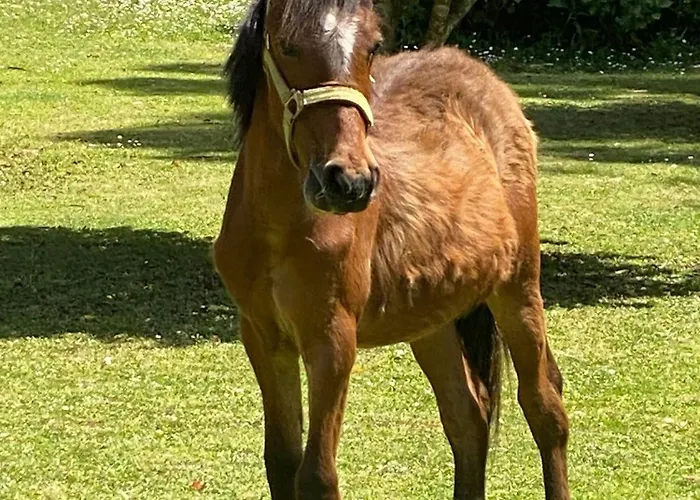ヴィラ Lagares Manor House